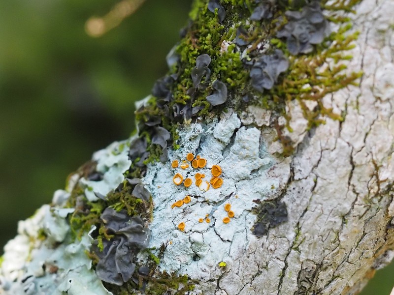 Brigantiaea Lichen photo 3
