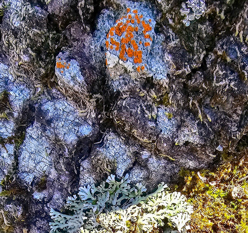 Brigantiaea Lichen photo 4