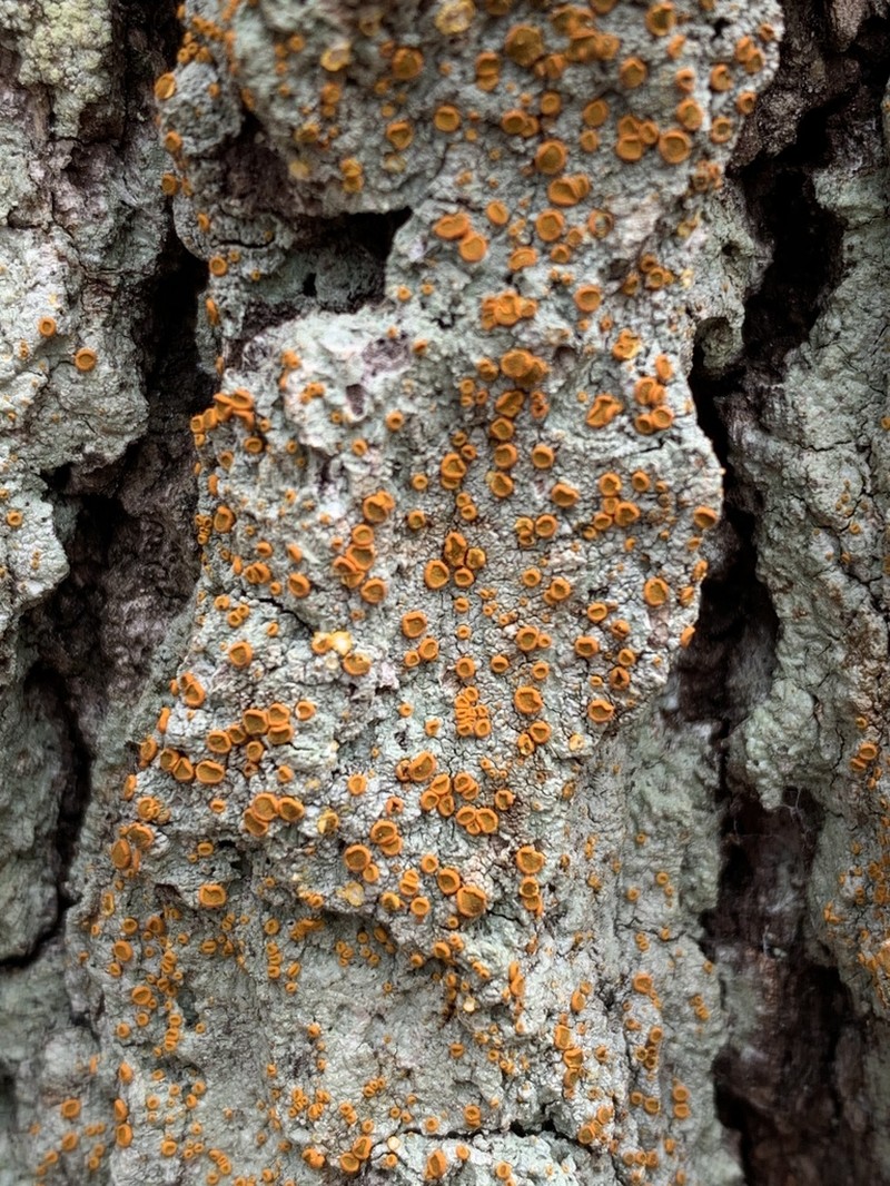 Brigantiaea Lichen photo 5