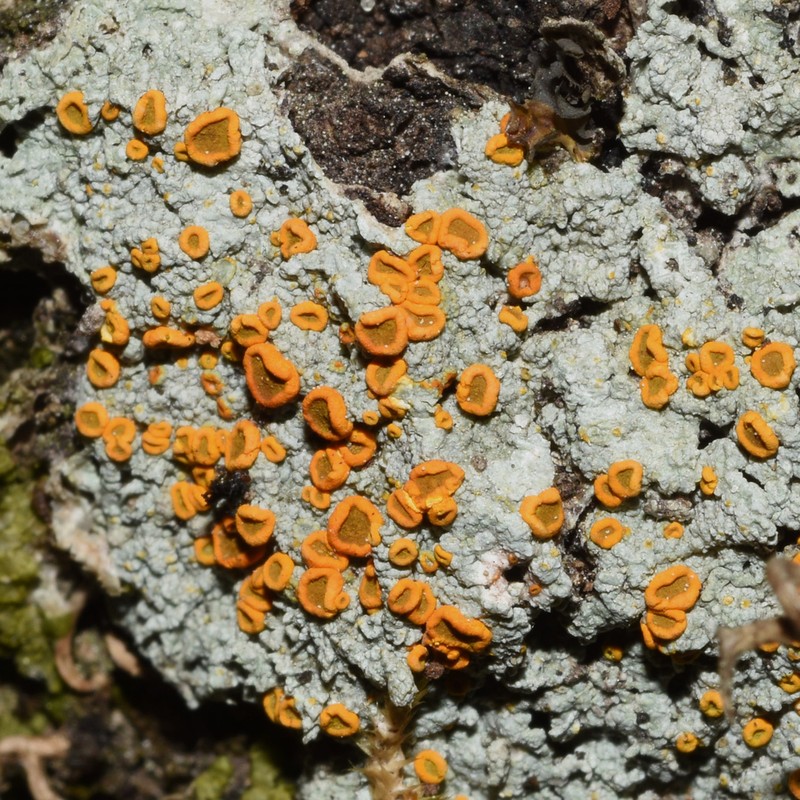 Brigantiaea Lichen photo 6