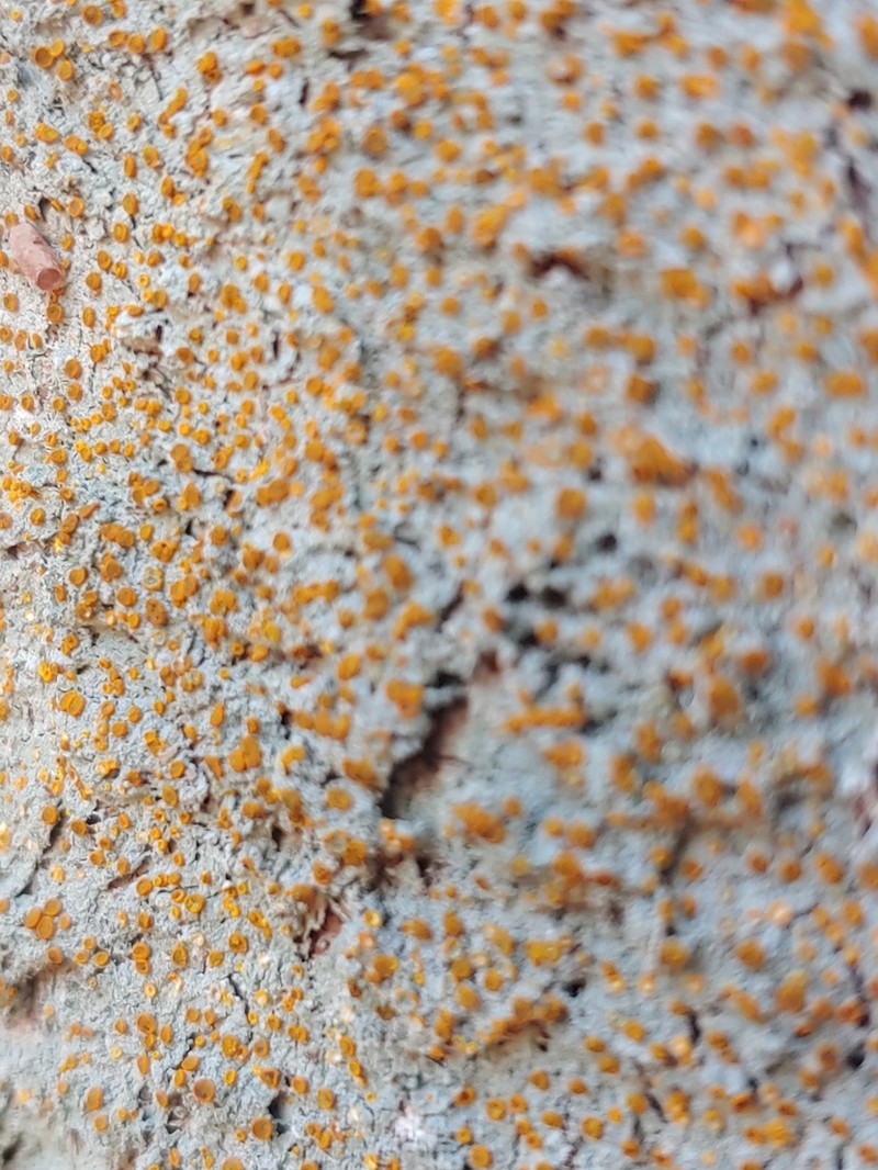 Brigantiaea Lichen photo 7