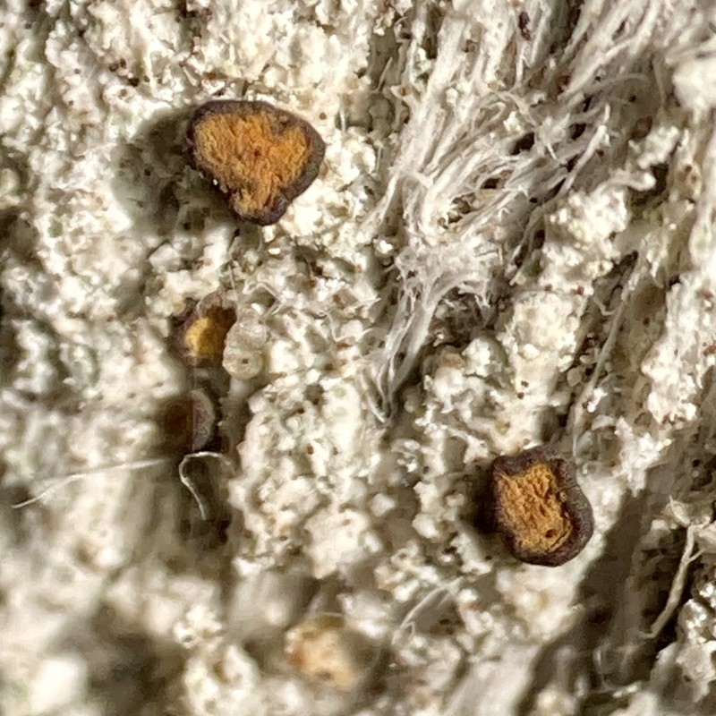 Brigantiaea purpurata photo 2