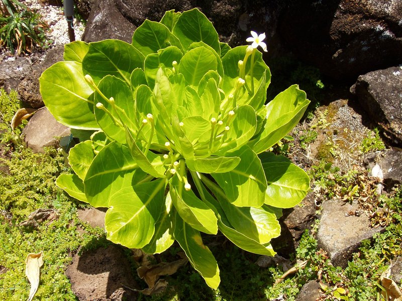 Cabbage On A Stick photo 2