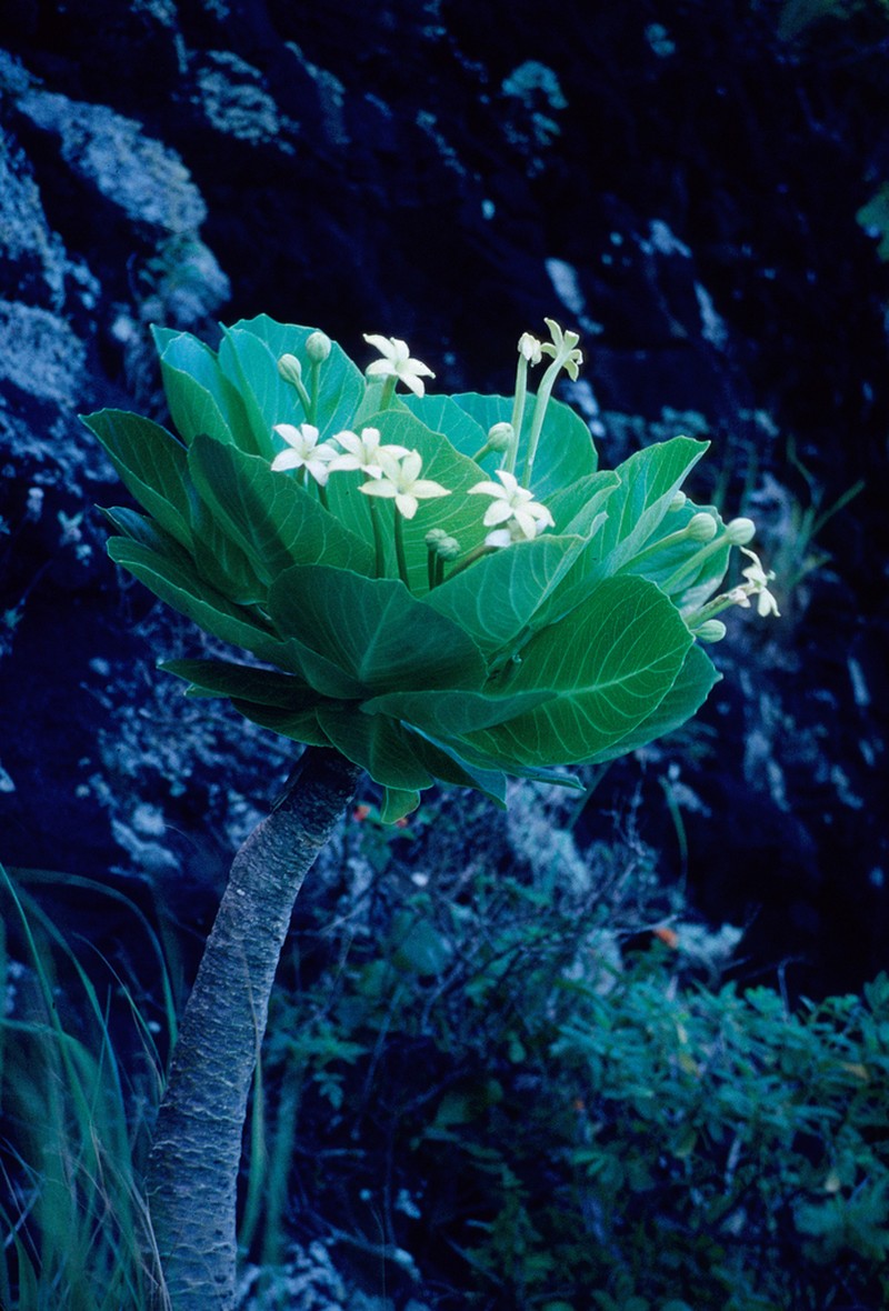 Cabbage On A Stick photo 3