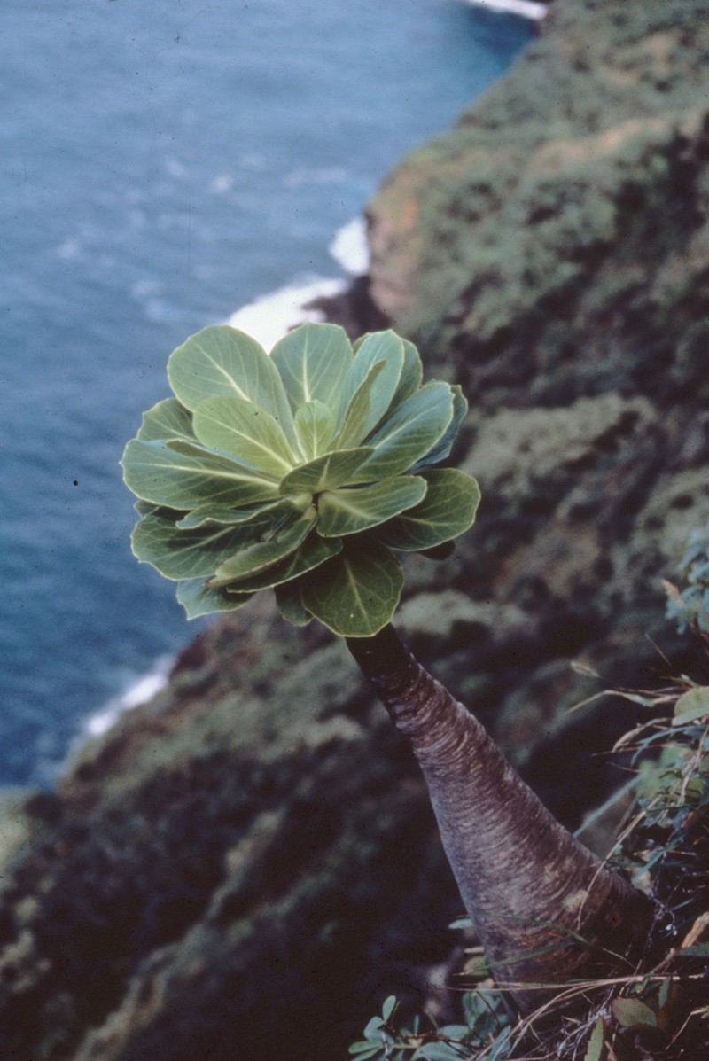 Cabbage On A Stick photo 7