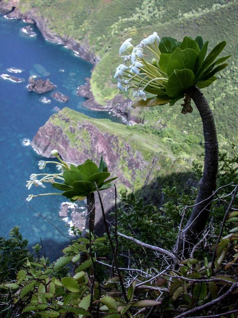Molokai Ohaha photo 2