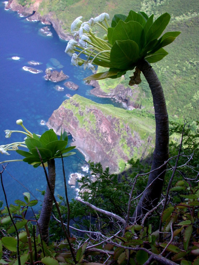 Molokai Ohaha photo 3
