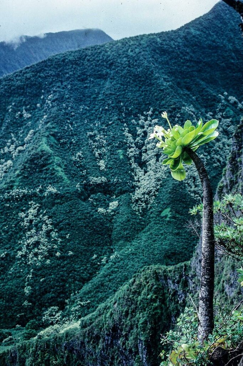 Molokai Ohaha photo 4