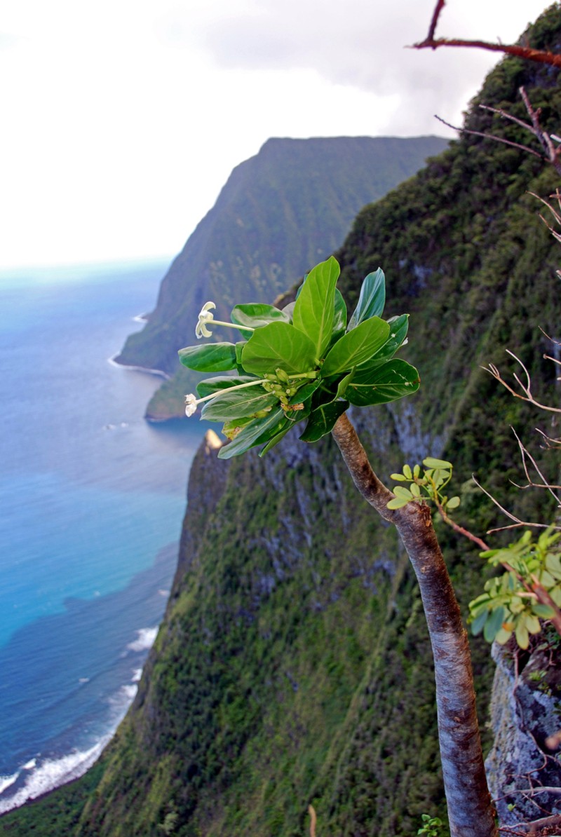 Molokai Ohaha photo 5