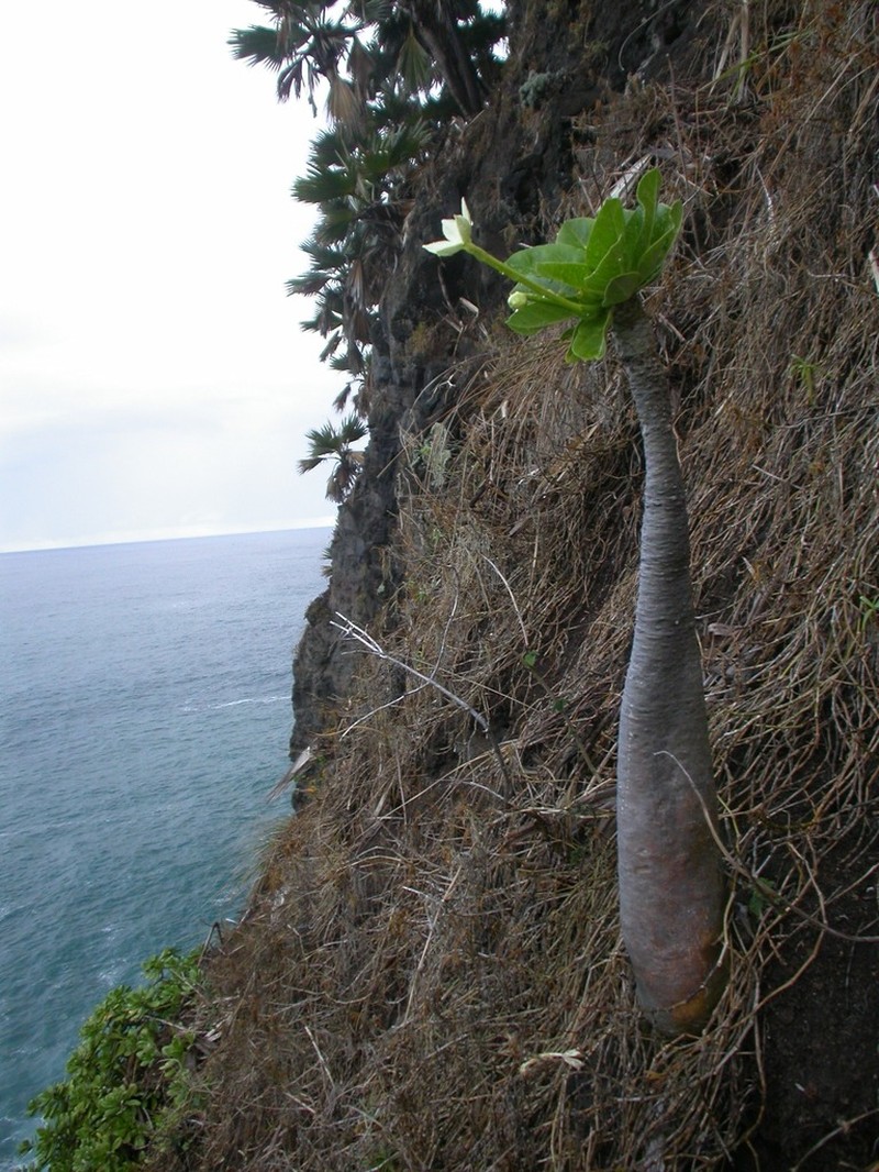Molokai Ohaha photo 6