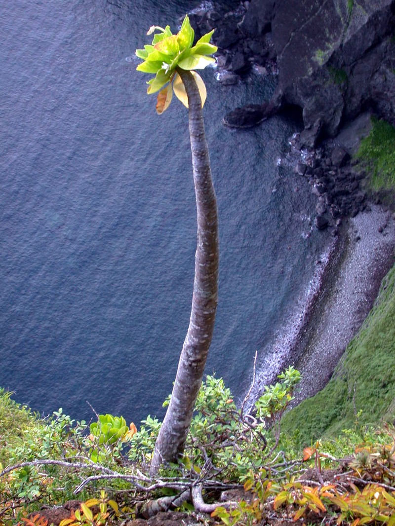 Molokai Ohaha photo 7