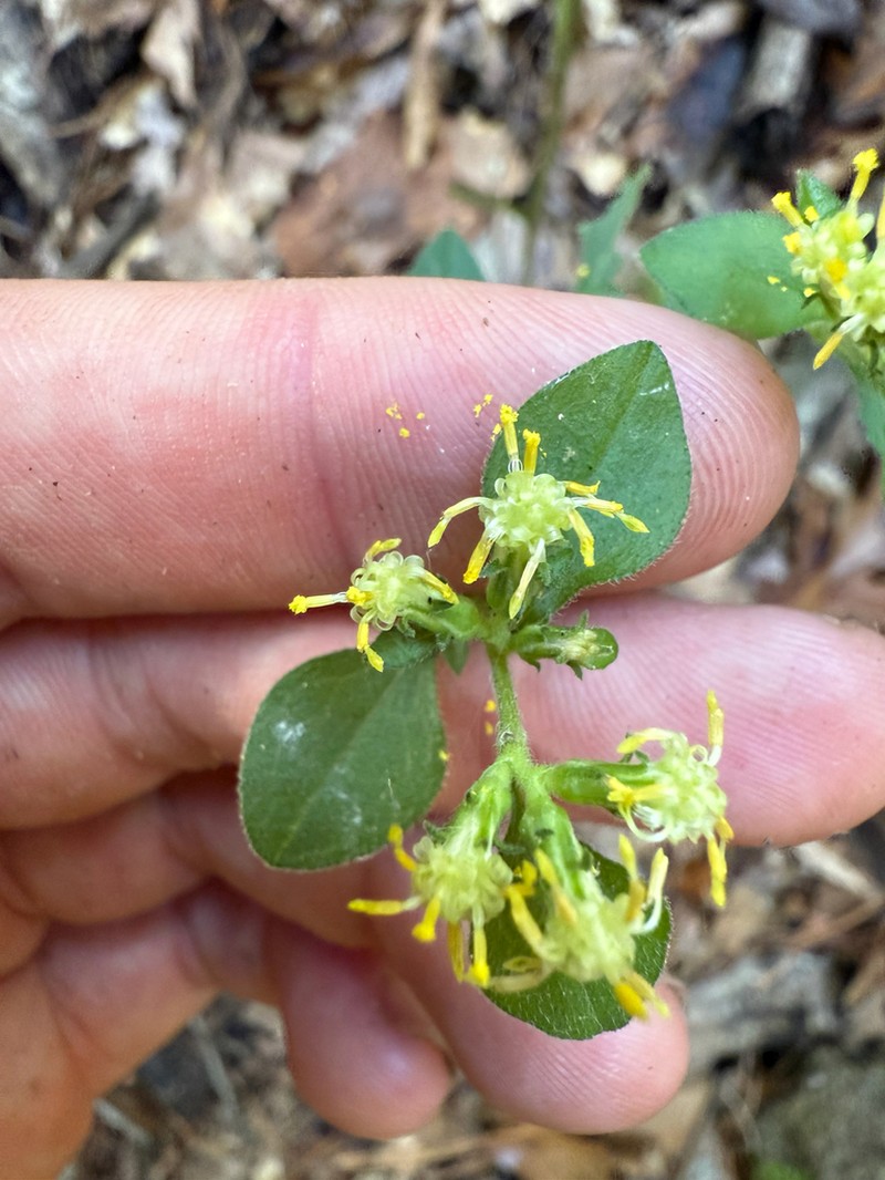 Rayless Mock Goldenrod