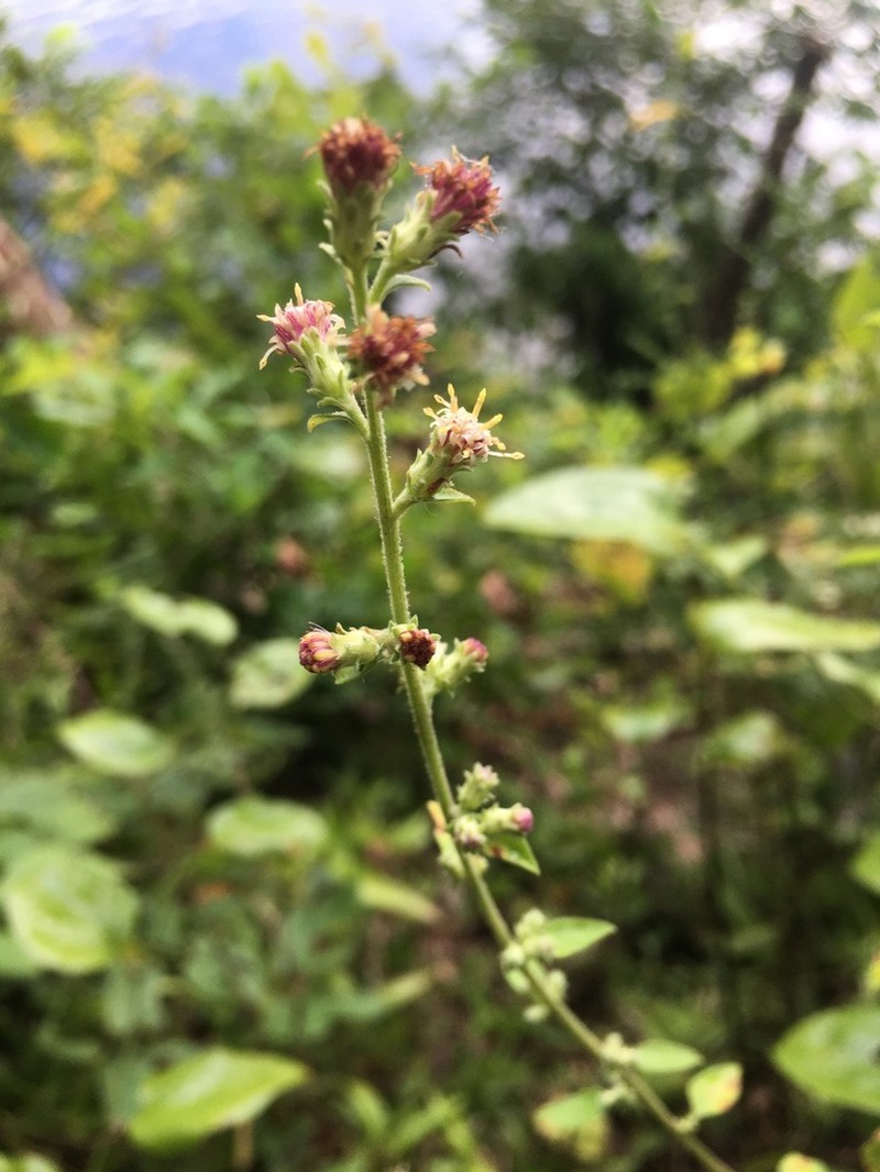 Rayless Mock Goldenrod photo 2