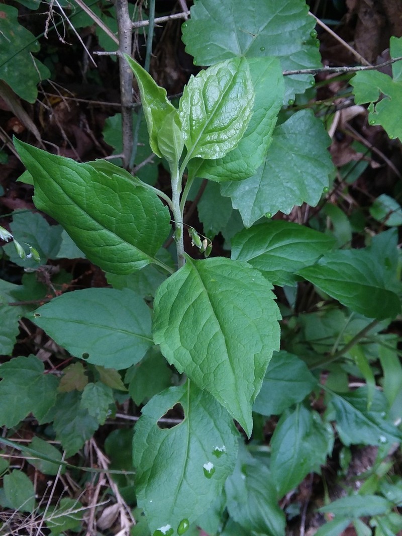 Rayless Mock Goldenrod photo 3