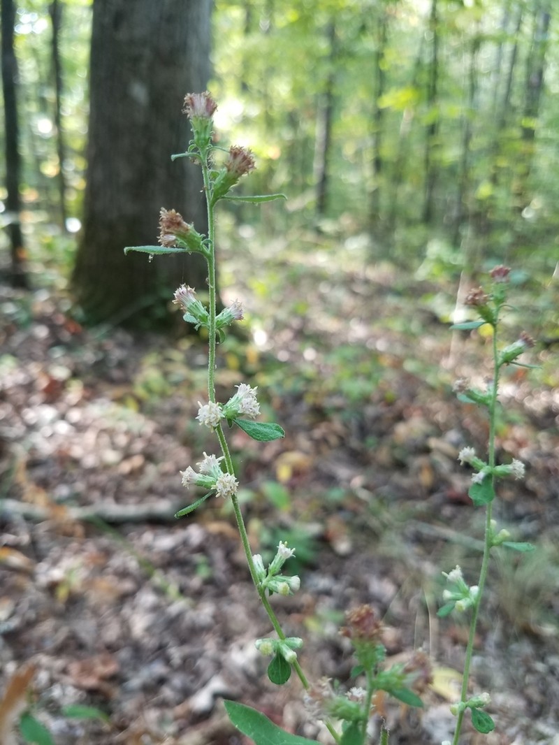 Rayless Mock Goldenrod photo 4