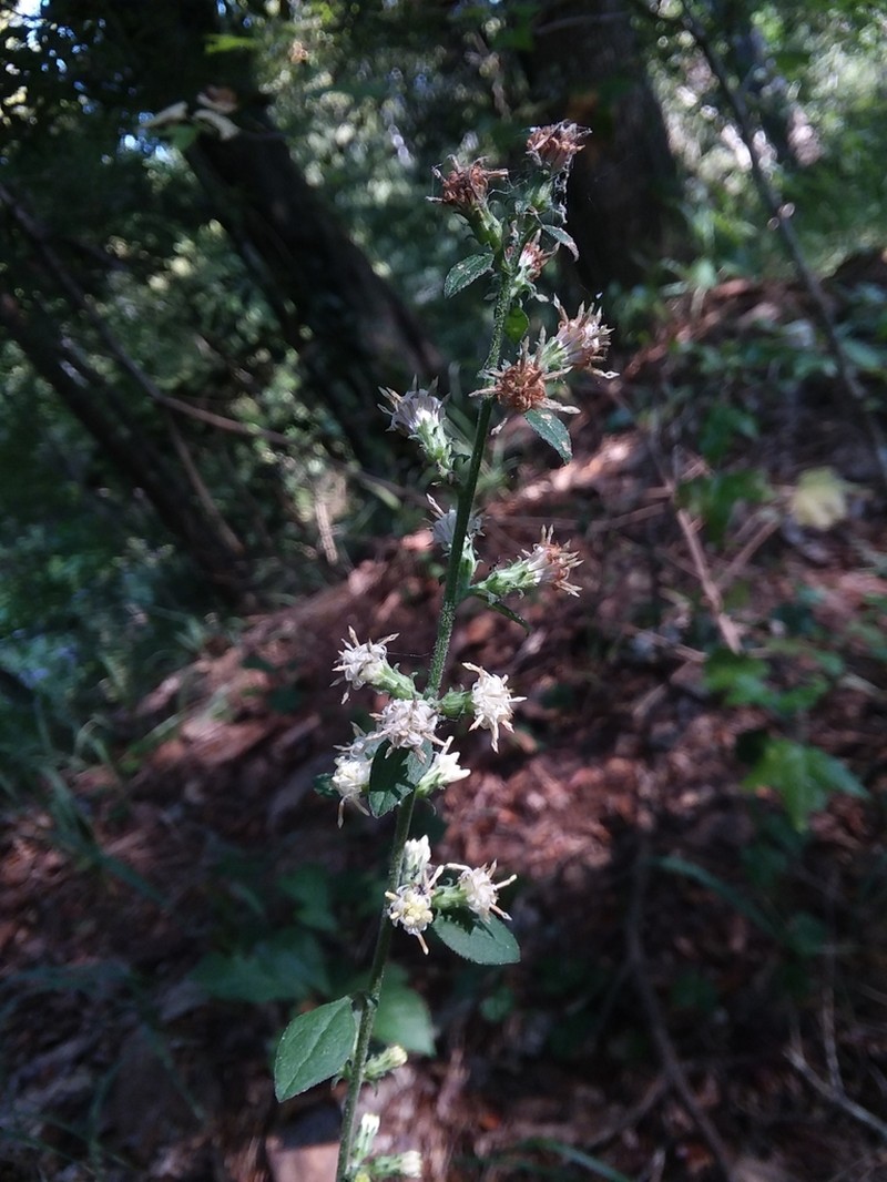 Rayless Mock Goldenrod photo 5