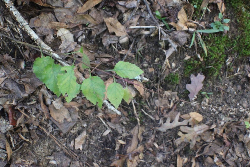 Rayless Mock Goldenrod photo 6