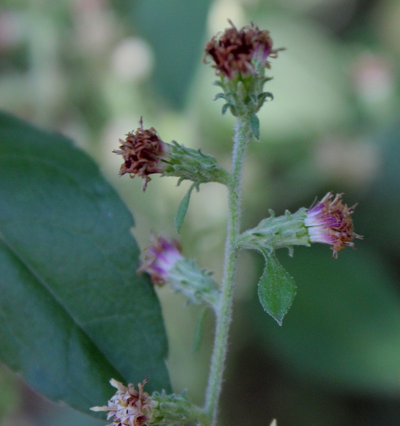 Rayless Mock Goldenrod photo 8