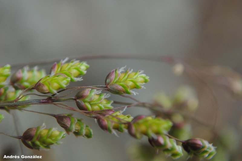 Briza lamarckiana
