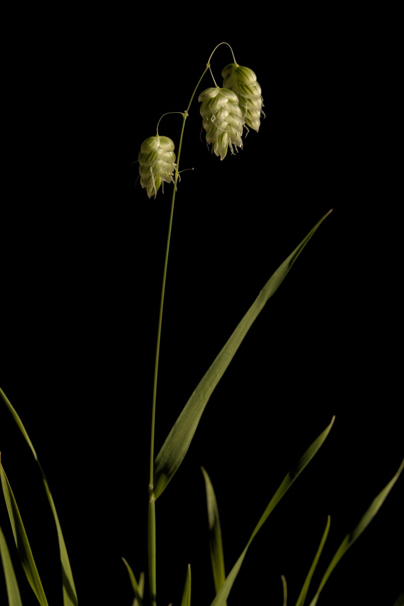 Big Quakinggrass photo 2