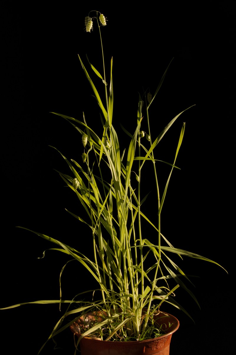 Big Quakinggrass photo 3