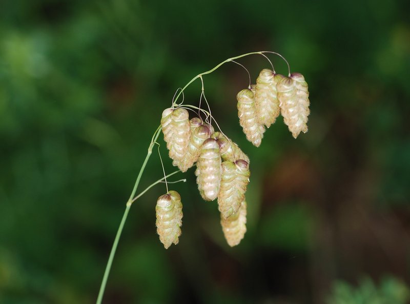 Big Quakinggrass photo 4
