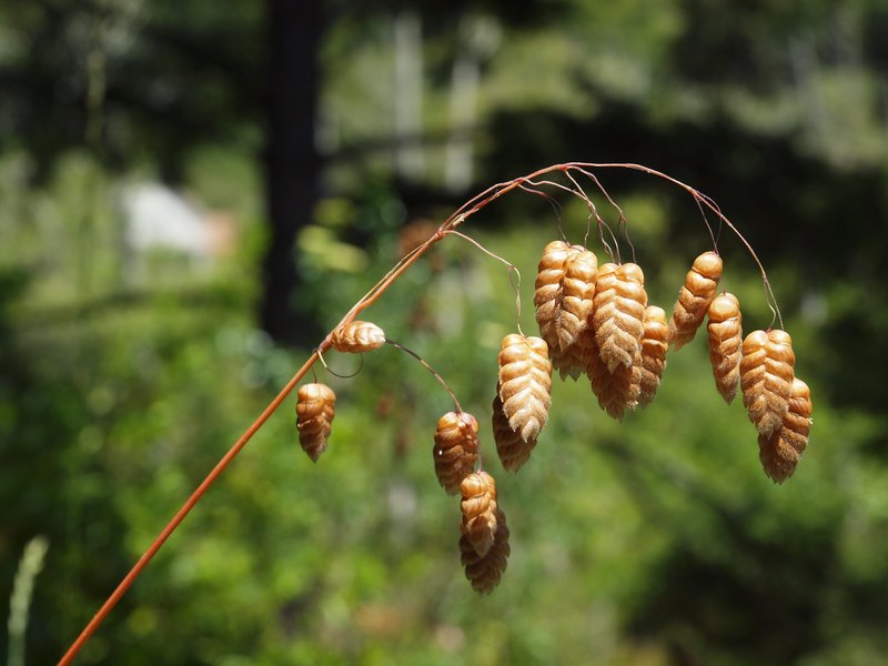 Big Quakinggrass photo 5