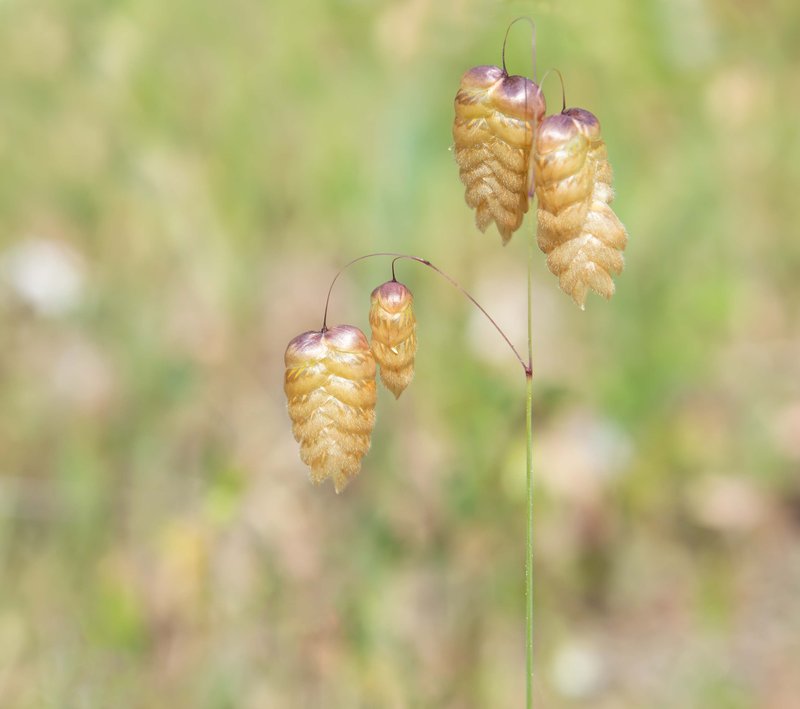 Big Quakinggrass photo 7