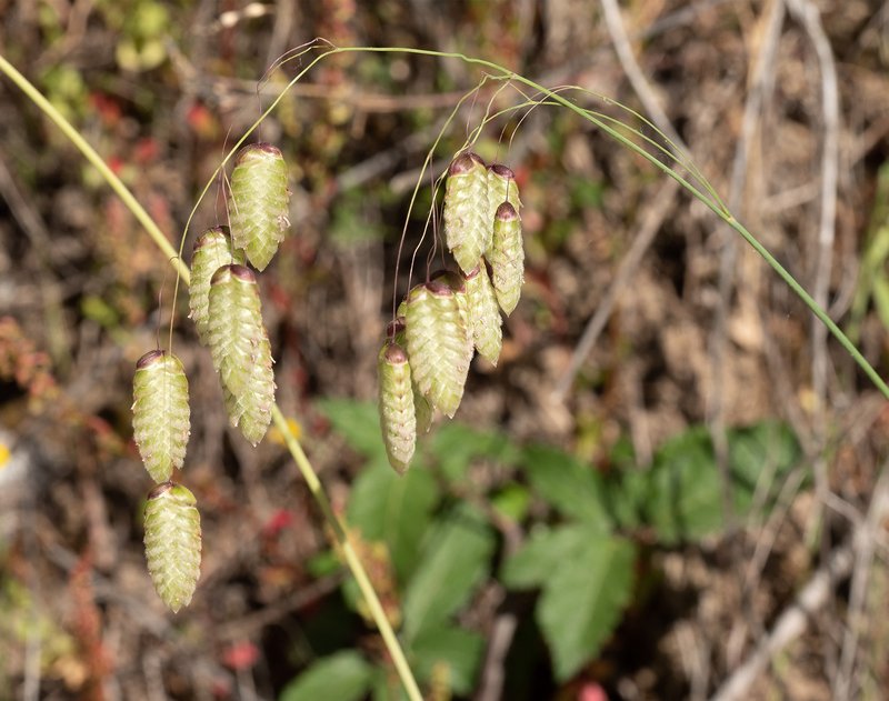 Big Quakinggrass photo 8