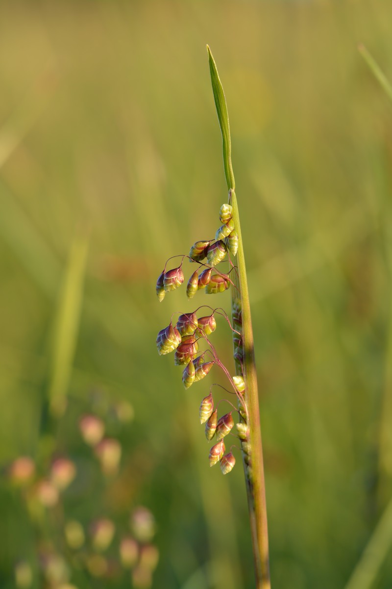 Perennial Quakinggrass photo 2