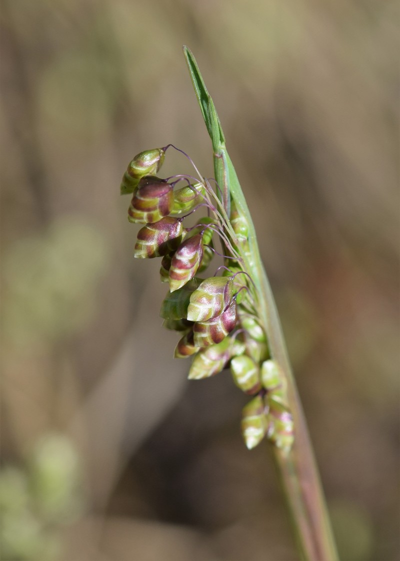 Perennial Quakinggrass photo 3
