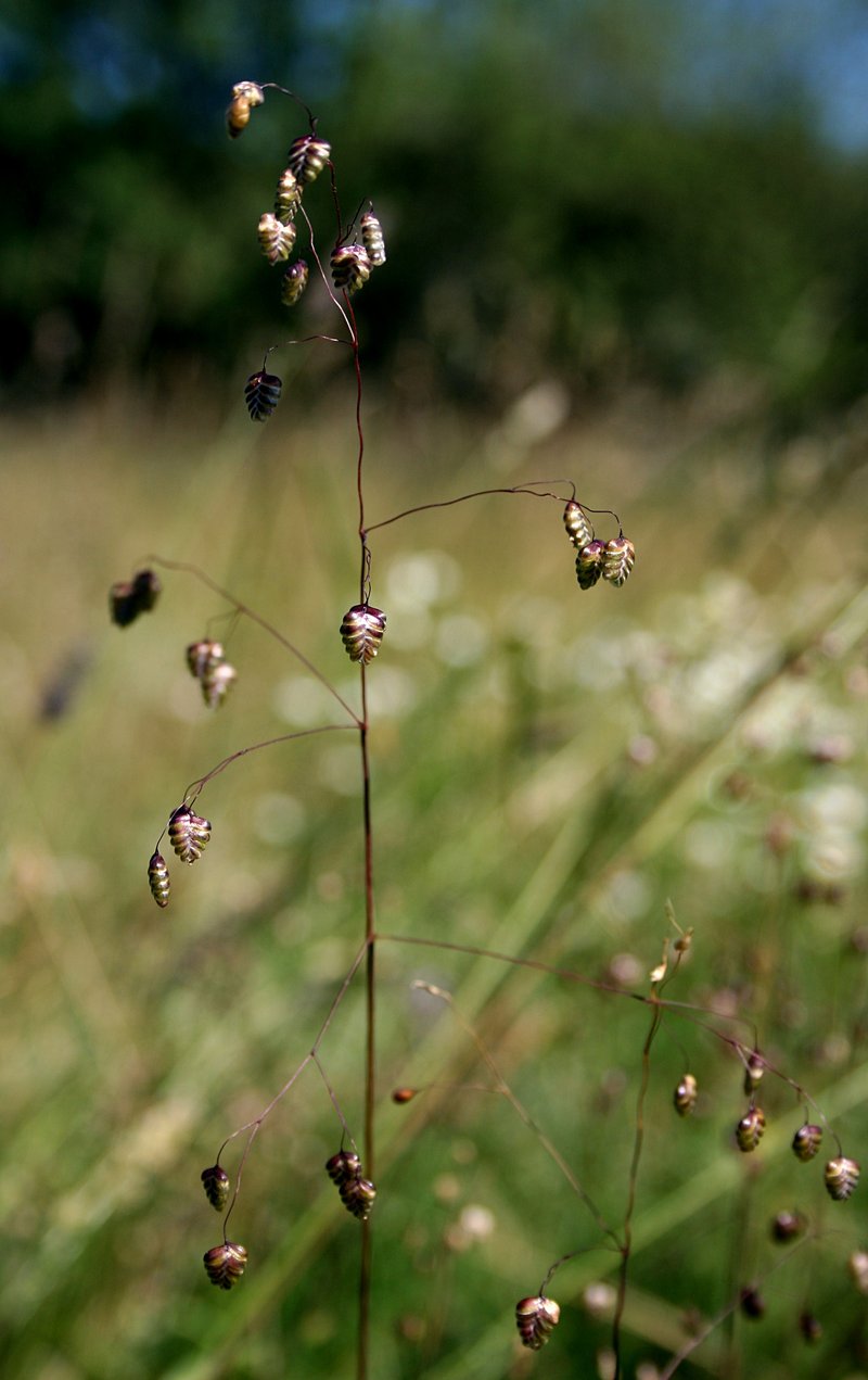 Perennial Quakinggrass photo 4