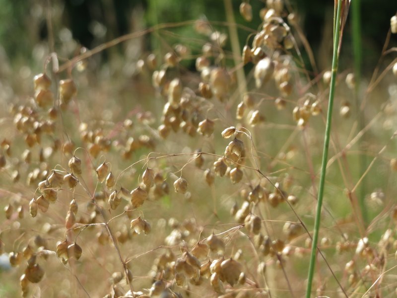 Perennial Quakinggrass photo 5