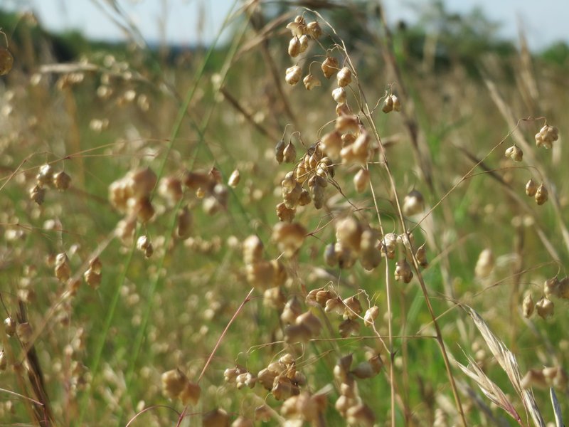 Perennial Quakinggrass photo 6