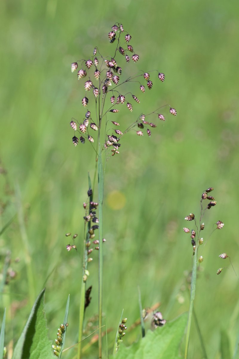 Perennial Quakinggrass photo 7