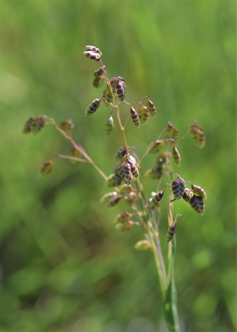 Perennial Quakinggrass photo 8