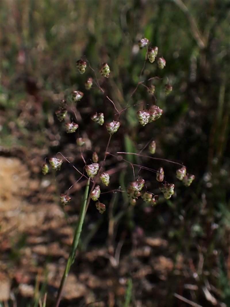 Little Quakinggrass photo 2