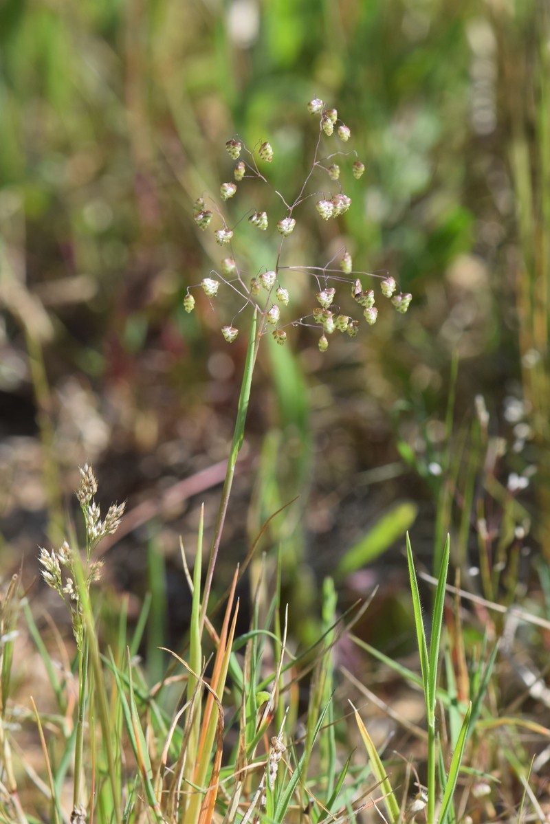 Little Quakinggrass photo 3