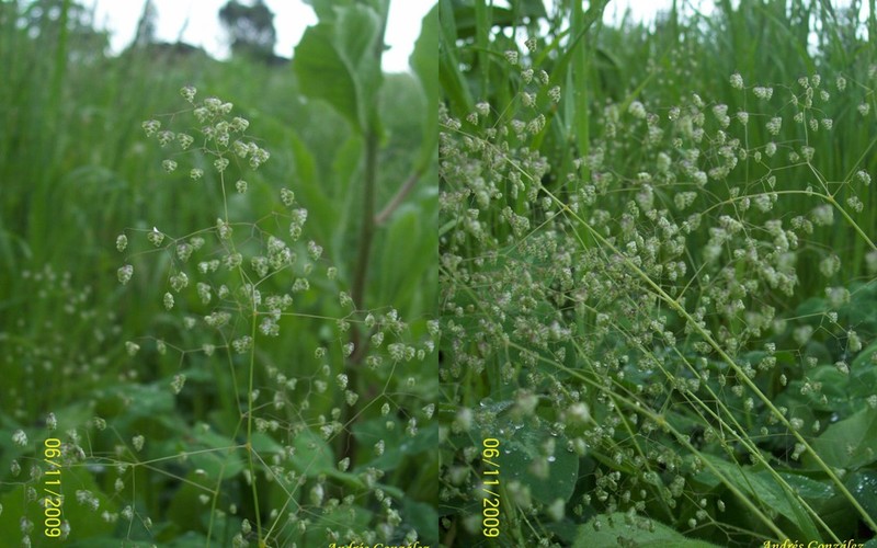 Little Quakinggrass photo 4