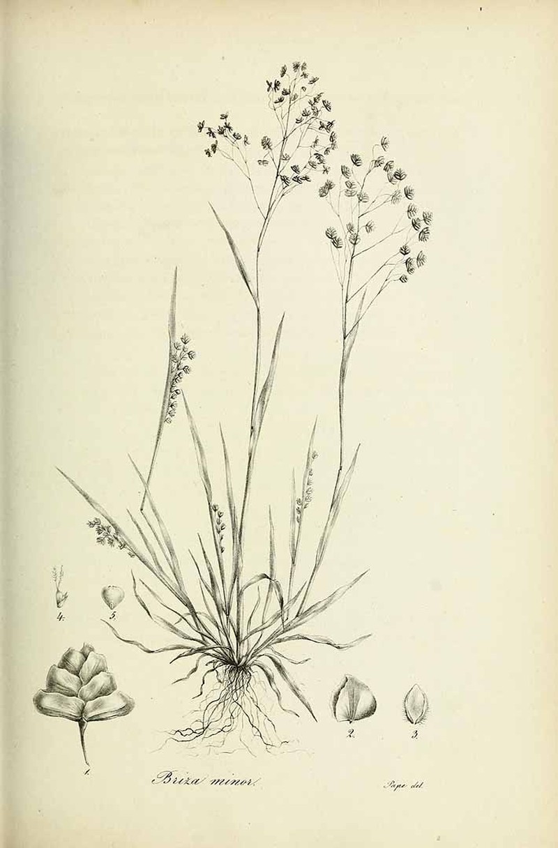 Little Quakinggrass photo 5
