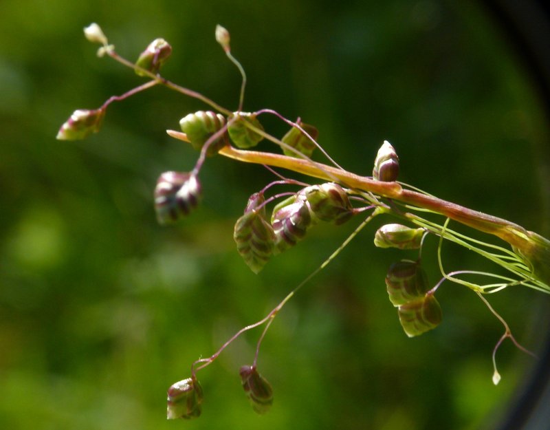 Little Quakinggrass photo 6