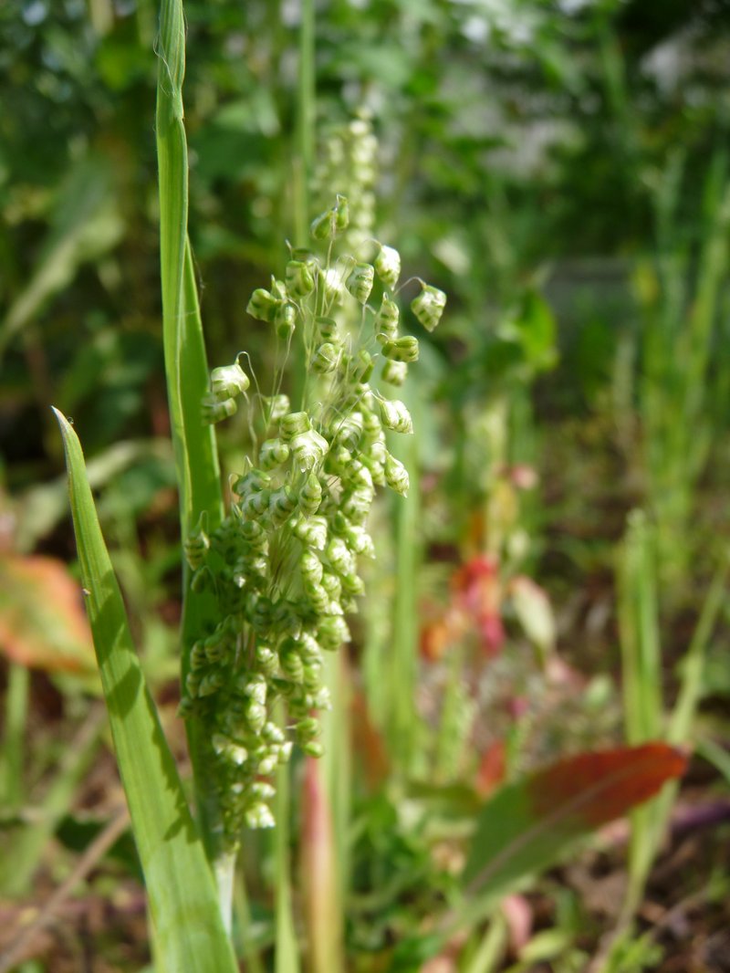 Little Quakinggrass photo 8