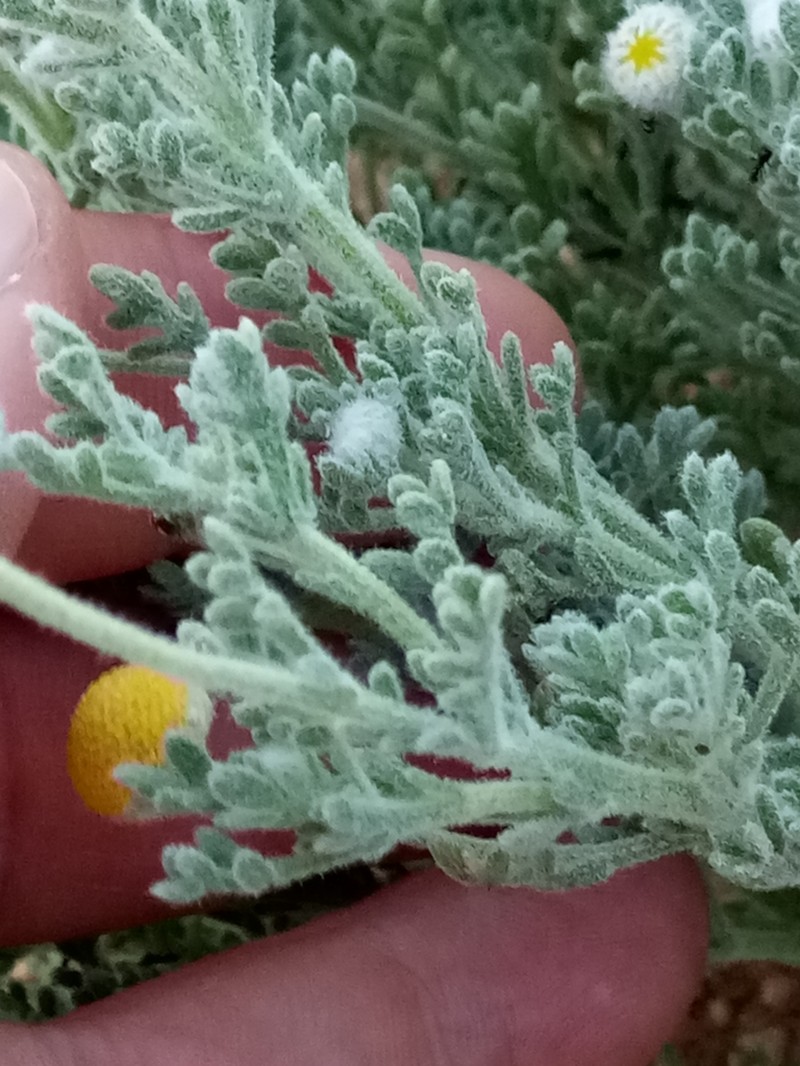Brocchia cinerea