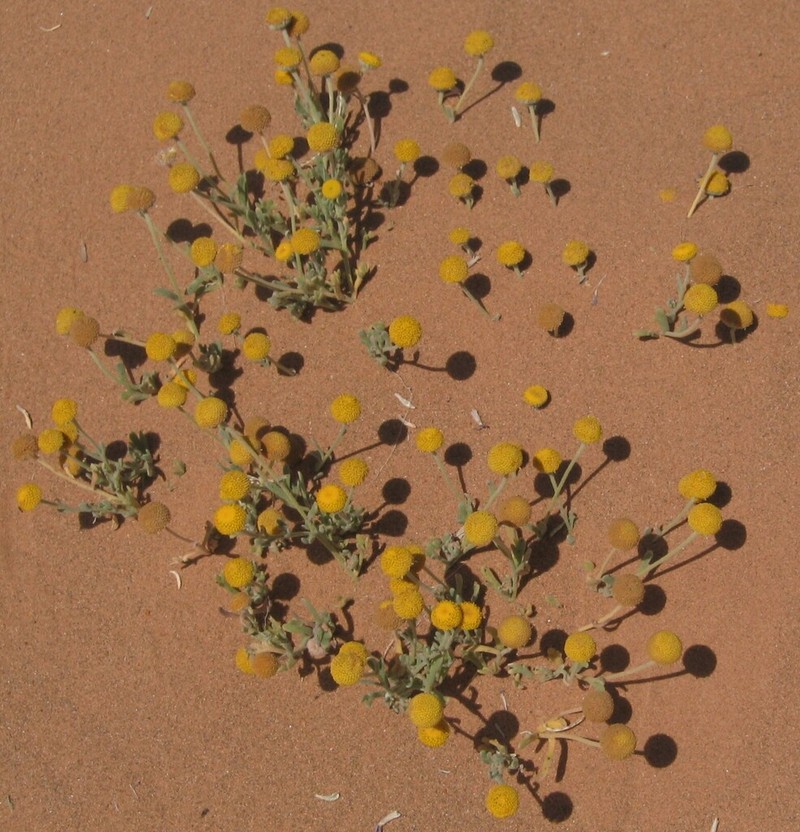 Brocchia cinerea photo 5