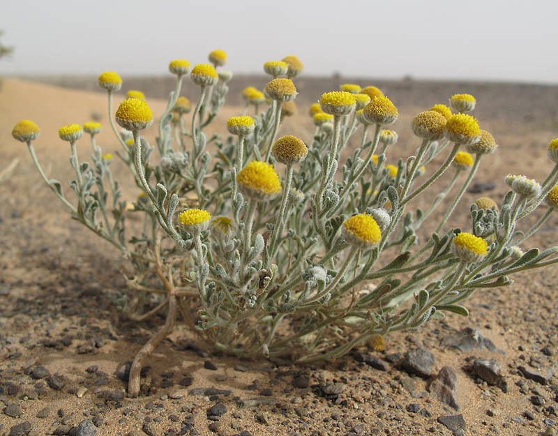 Brocchia cinerea photo 7