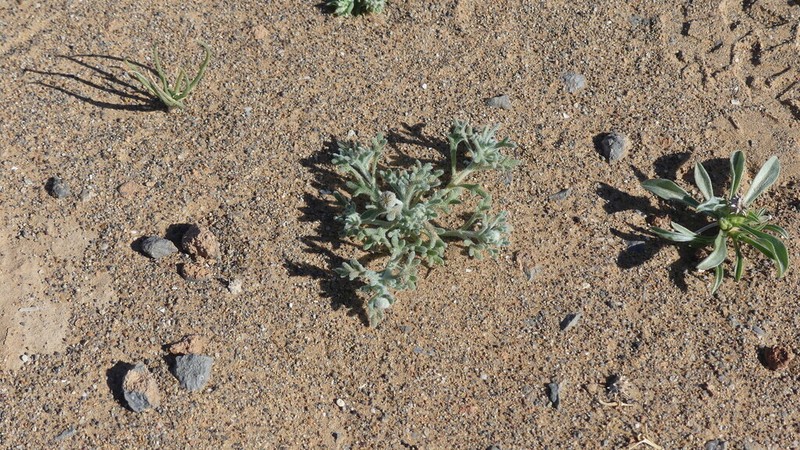 Brocchia cinerea photo 8