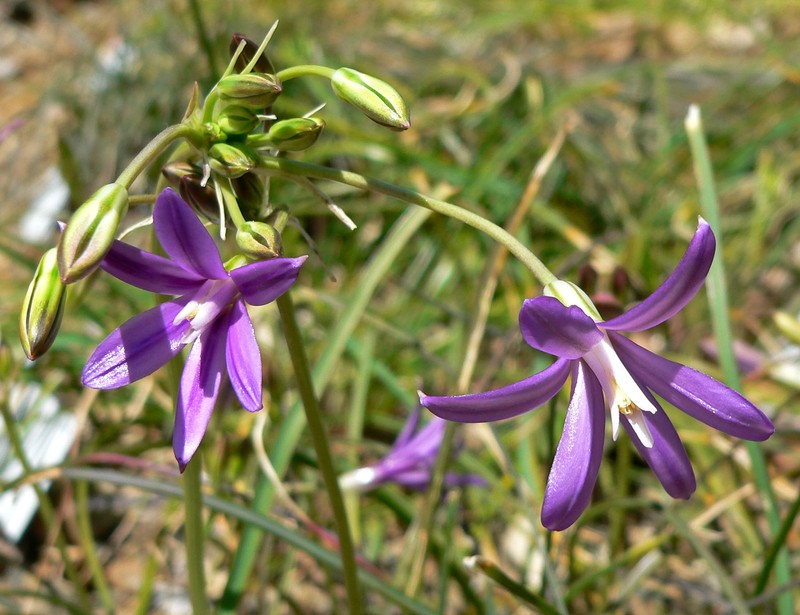 Appendage Brodiaea