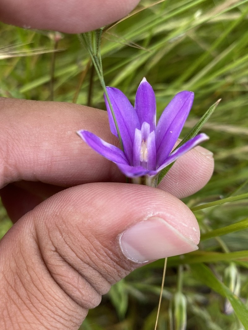 Appendage Brodiaea photo 2