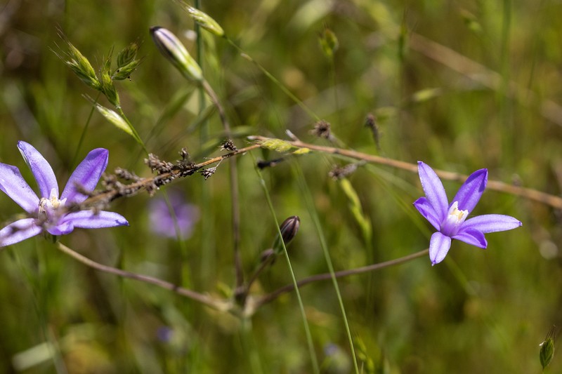 Appendage Brodiaea photo 3