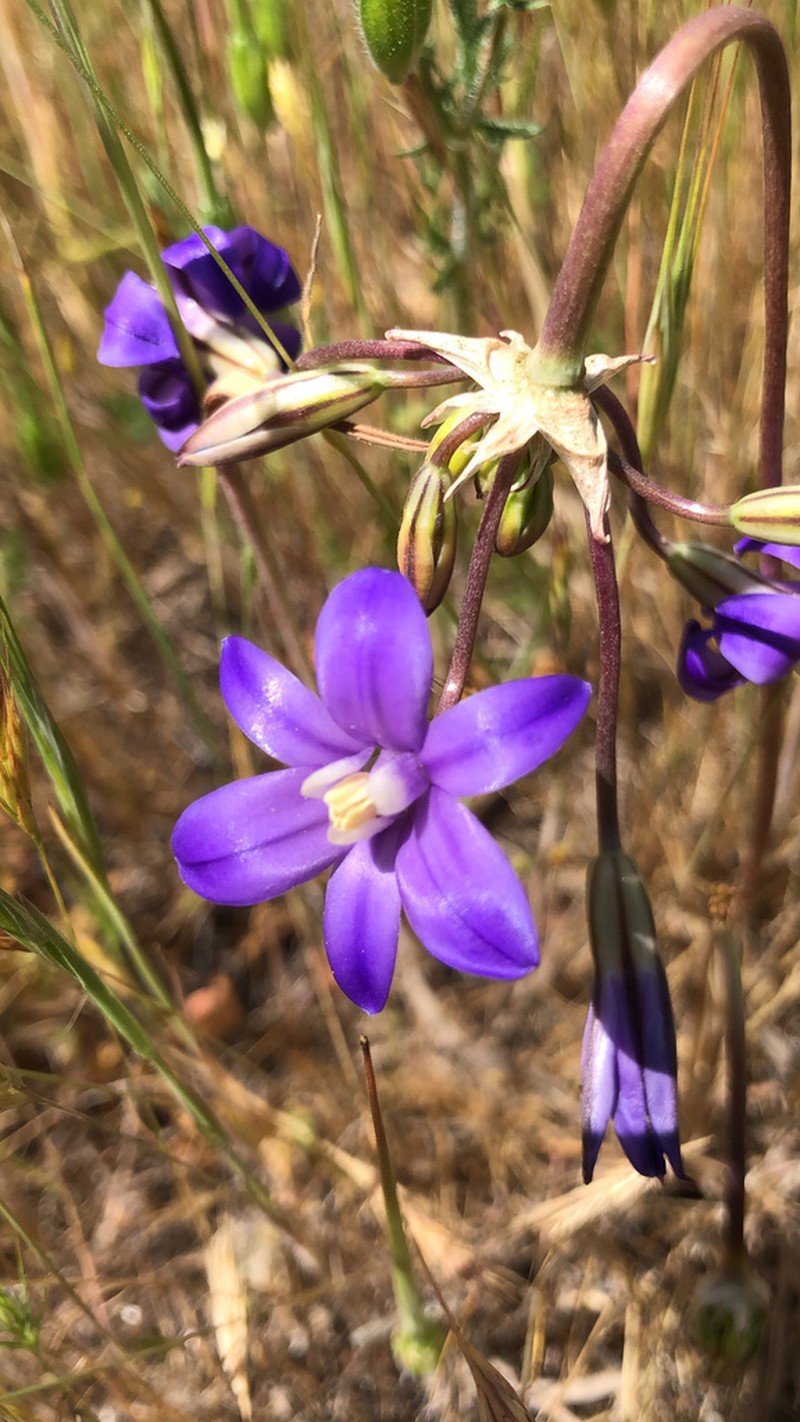 Appendage Brodiaea photo 4